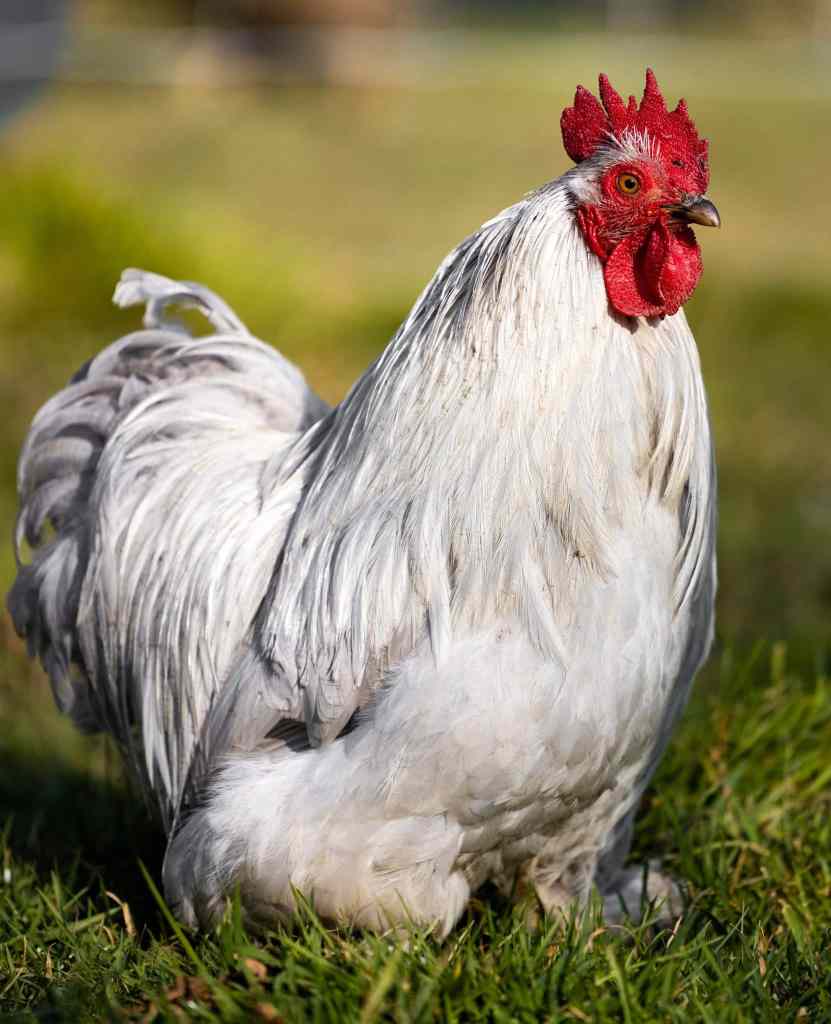 Coq Pékin