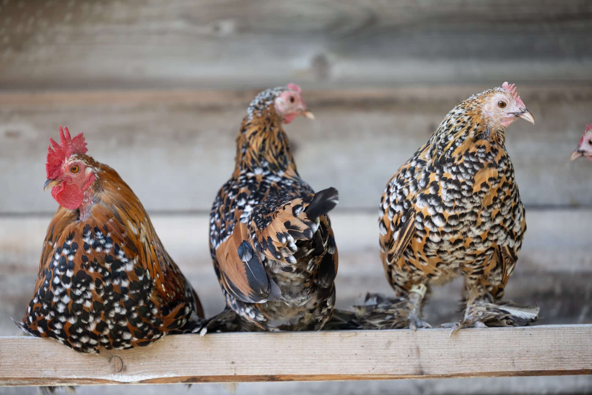 Accueillir des poules chez soi