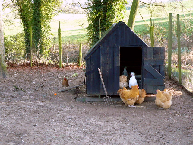 Henhouse_near_Ganthorpe_-_geograph.org.uk_-_670026