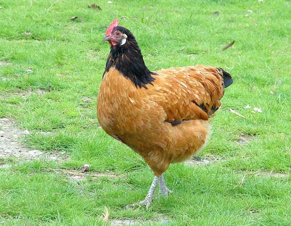 poule vorwerk