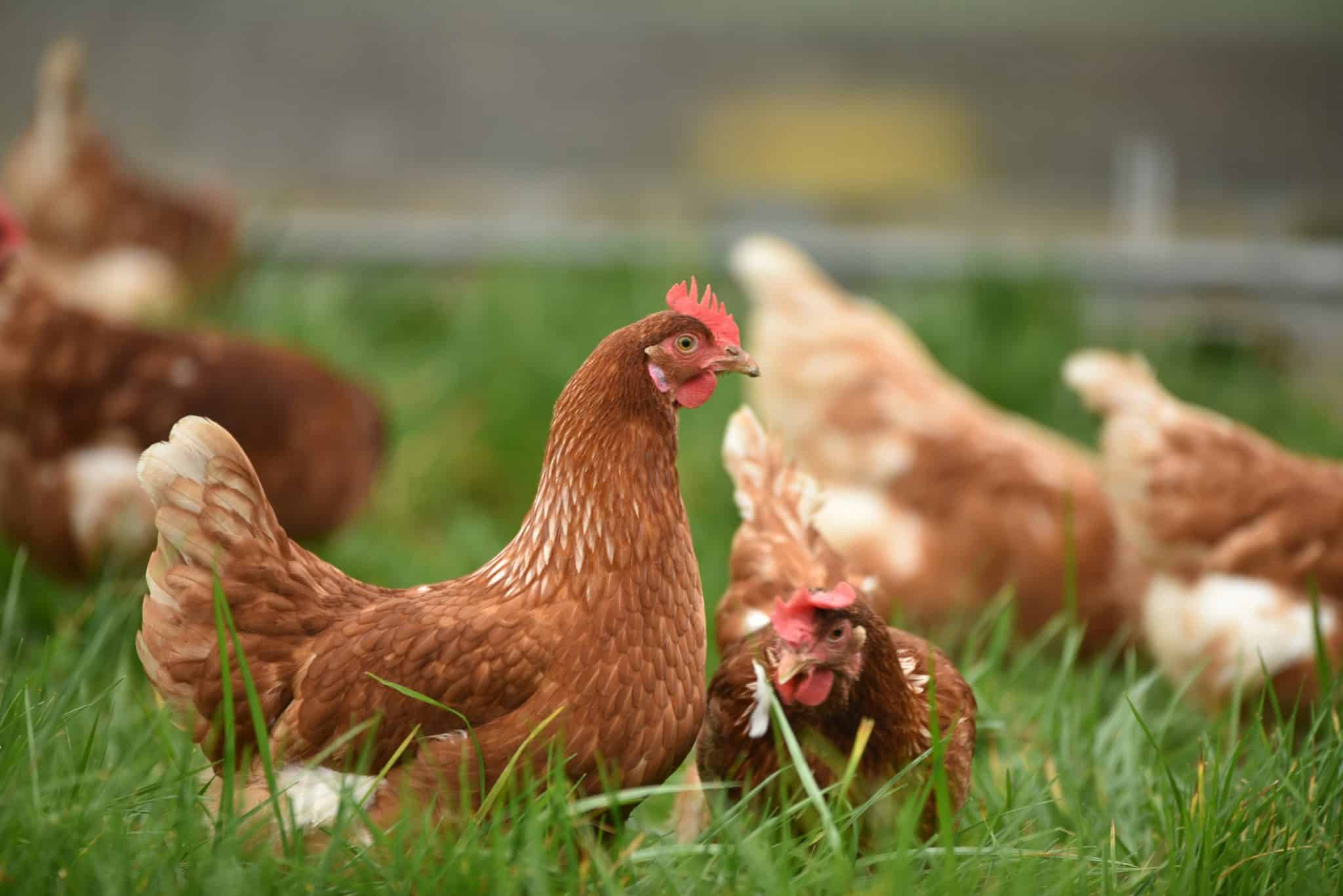 Aménager le parcours de ses poules