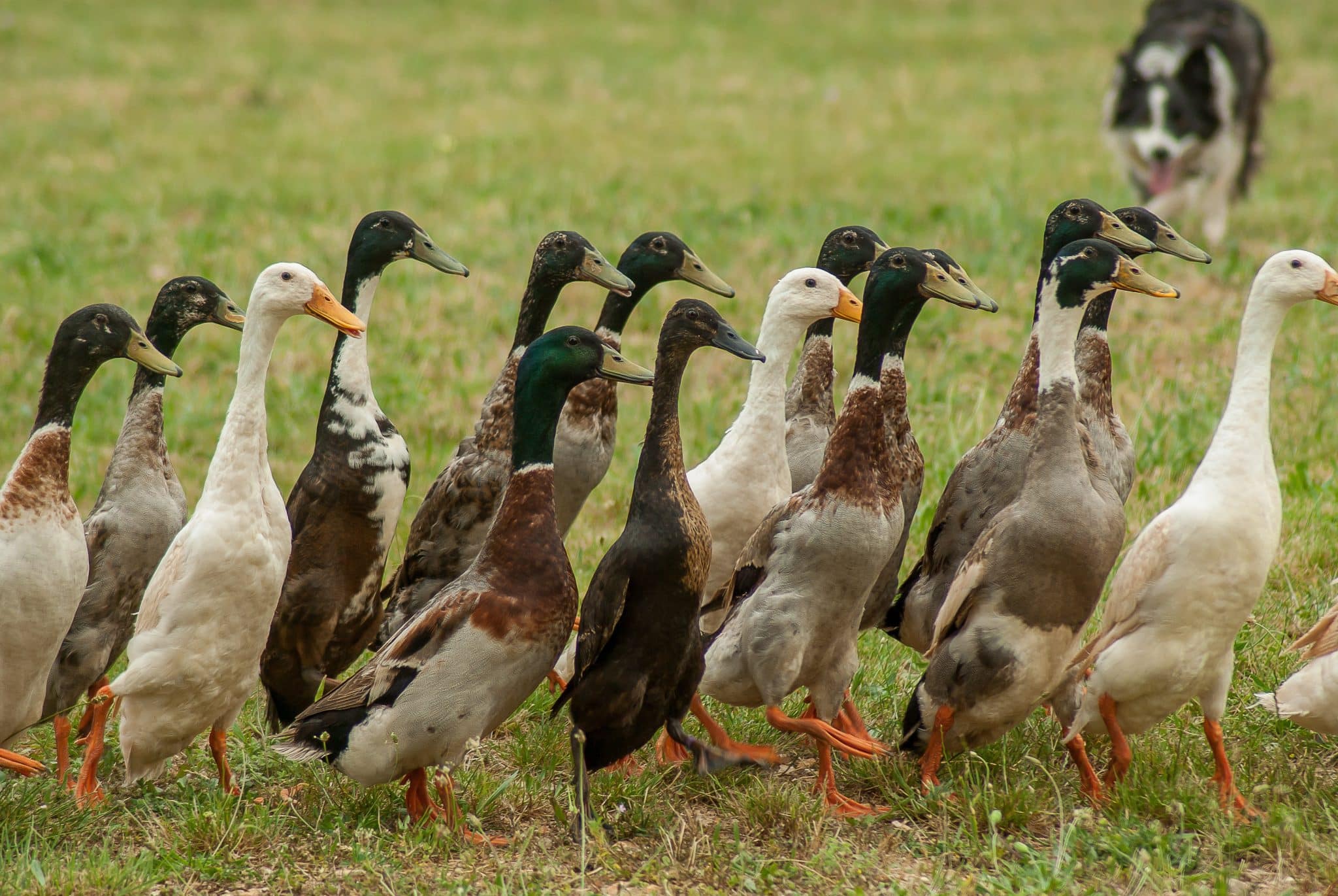 Aménager un parcours pour canards : Guide complet sur le Canard Coureur Indien