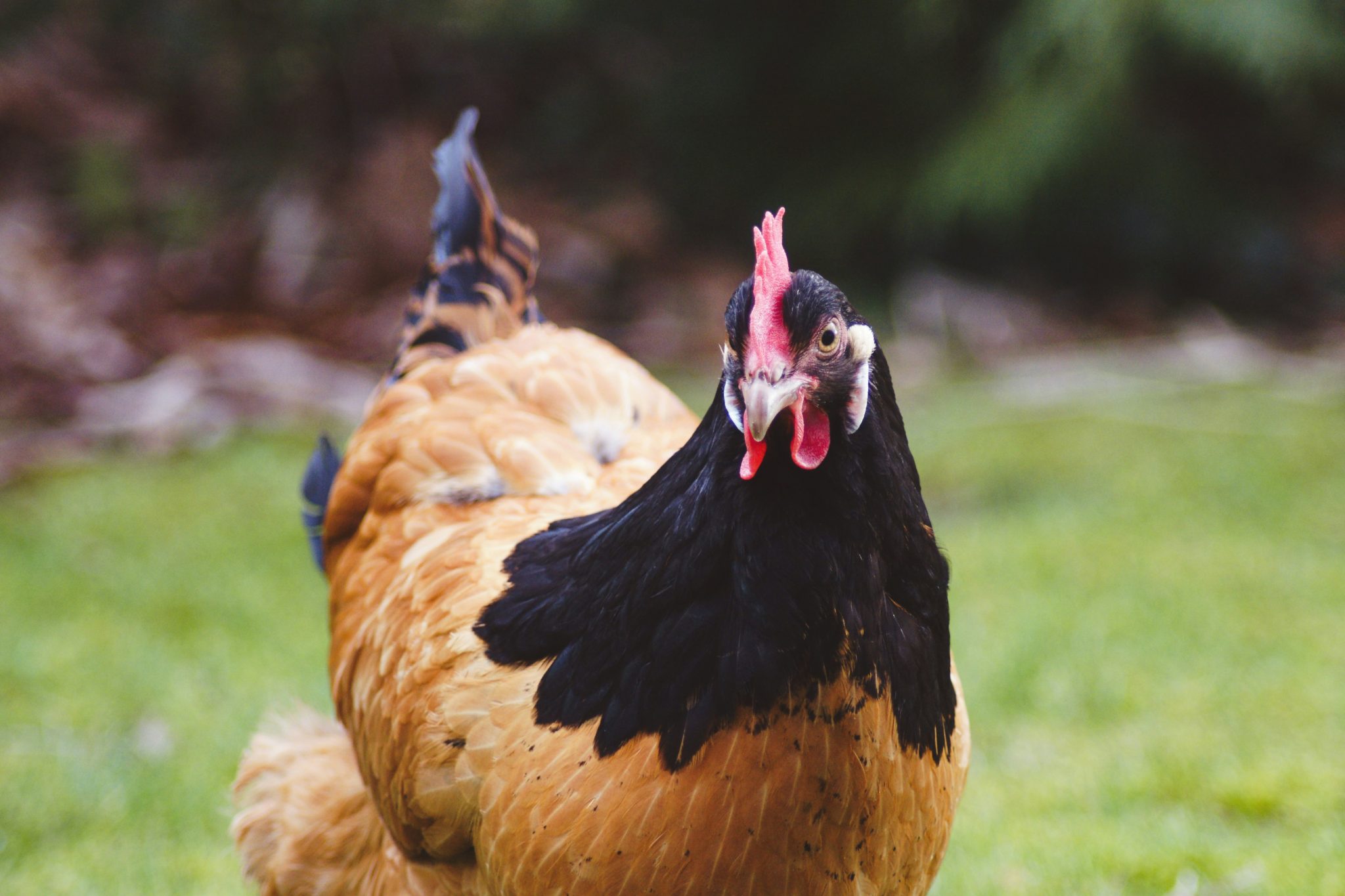 Les maladies bactériennes des poules : symptômes, traitement et prévention